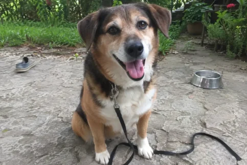 Hund-före rensa hundbakgrund